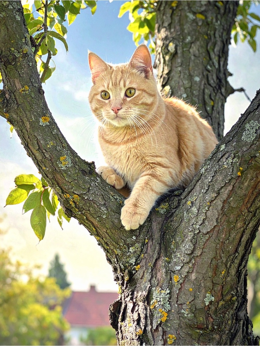 Sunlit Cream & Orange Cat Photography Print for Wall Art